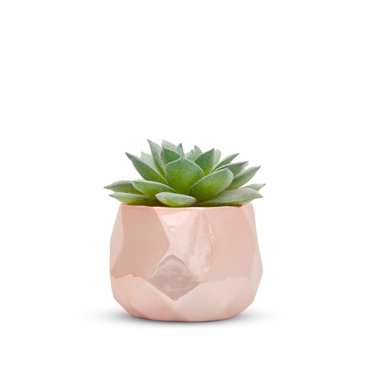 Desk Plants - Ceramic Rose Gold Pots